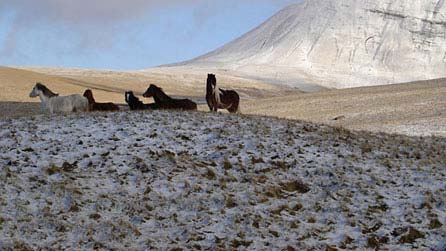 Welsh mountain ponies. Photo: Alwyn Roberts