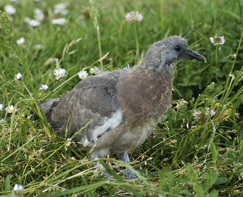 Young Pigeon
