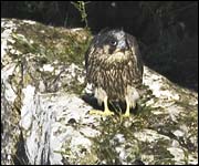 Peregrine Falcon at Malham