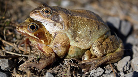 forgs_mating.jpg