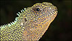 Lagarto do gênero 'Enyalioides' (Foto. Holger Braun/CI)