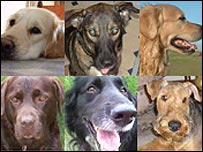 Some Today listeners' dogs