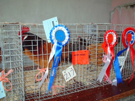 Poultry Section, Sanday Show 2007.