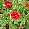 Potentilla 'Arc-en-ciel'