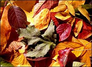 عکس از مهران حسن لاريجانی