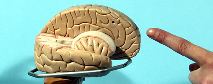 brain_small.jpg