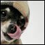 Moda Canina