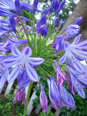 Agapanthus