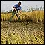 Plantação de arroz