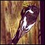 Pied Flycatcher c/o RSPB