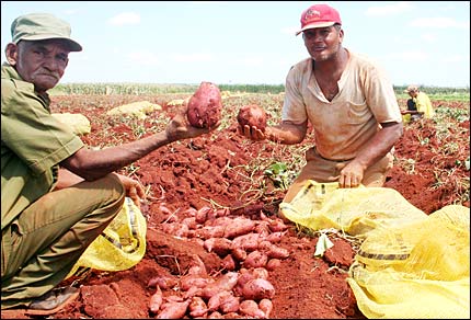 Cosecha de boniato en Pinar del Río (Foto: Raquel Pérez)