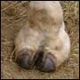 Camel's foot