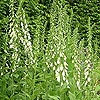 Digitalis purpurea 'Albiflora'