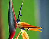 Bird of Paradise