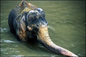 Jednou z obětí záplav v pražské zoo se stal slon Kádir