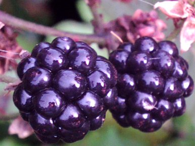 Blackberries