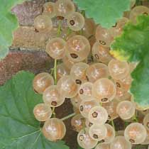 Whitecurrant