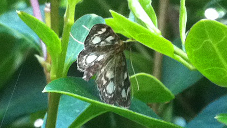 Phlyctaenia Coronata by Martin Aaron
