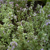 Thymus x citriodorus 'Silver Queen'