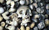 Remains of Black Death victims, Hythe Ossuary