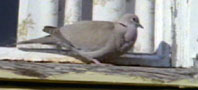 Collared Dove