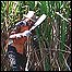 Plantação de cana-de-açúcar