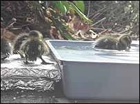 Ducklings at Loughborough Library
