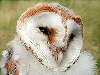 100th barn owl to be ringed in Notts