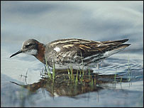 red necked phalarope 