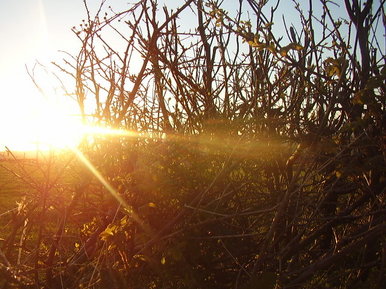 Sun through bush