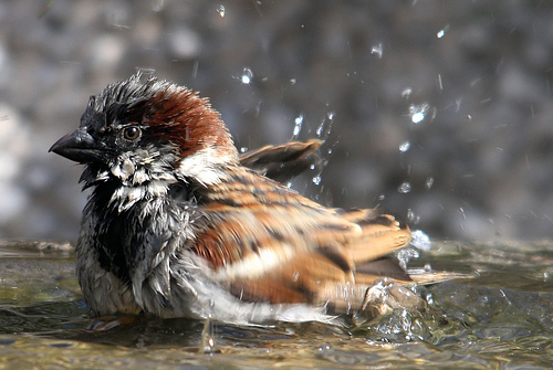 sparrow bath by Alan Tough