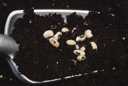 seeds
