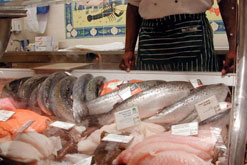Fish counter