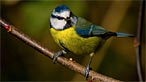 Bluetit. Photo: Virtual Tony