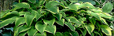 Hosta