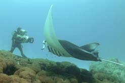 Filming the giant Manta Rays