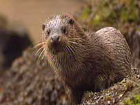Otters (Image: Otter at Morven)