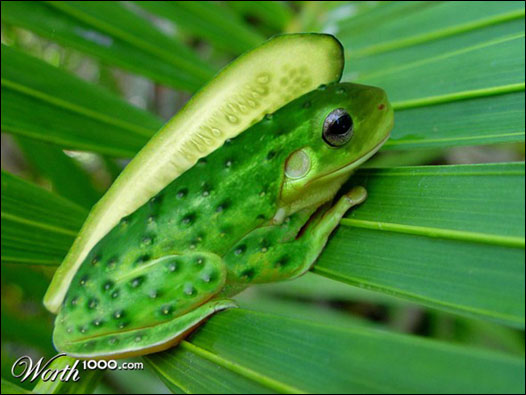 Sapo pepino