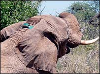 Elephant in Kenya