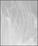 Tranquility by Sarah Louise Hodkinson 