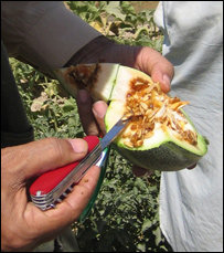مگس خربوزه