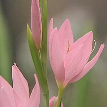 Schizostylis coccinea 'Jennifer'