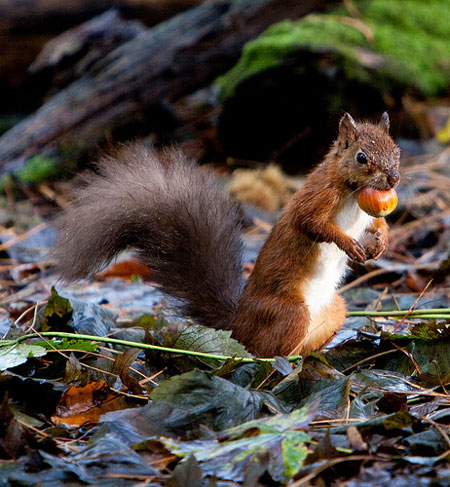 Red squirrel with nut