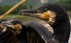 Video highlights: close up of cormorants used by fishermen to catch fish ©BBC NHU