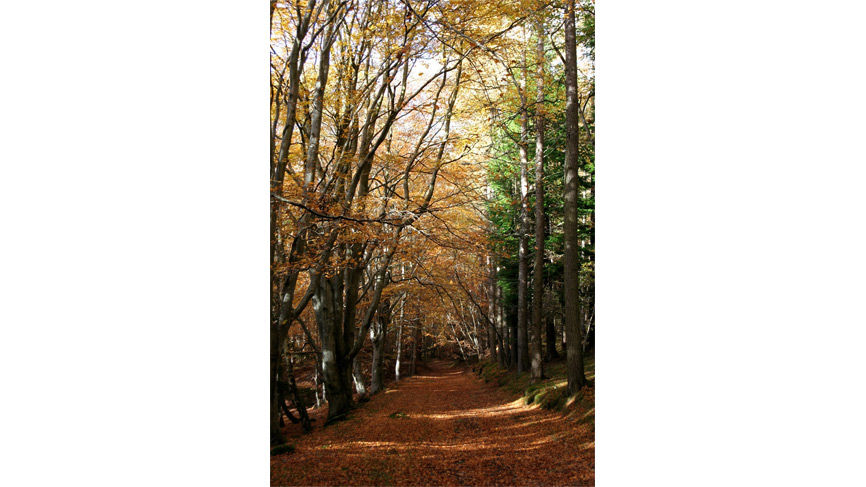 Leafy track, just north west of Elgin