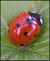 Ladybird