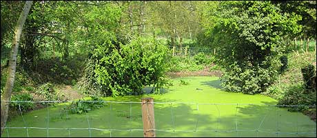 Victorian pond at Catton Park