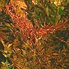 Nandina domestica