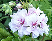 pelargonium