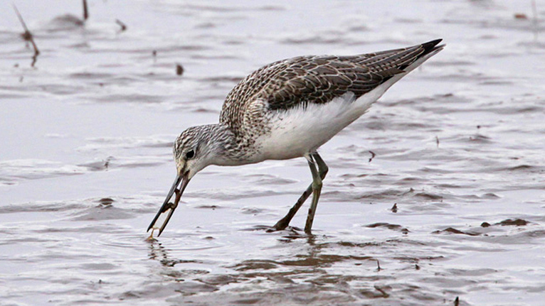 Greenshank